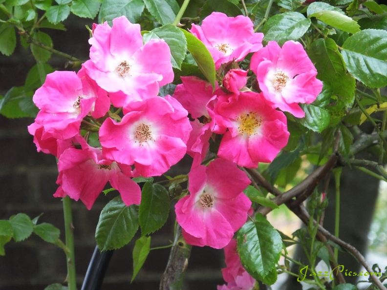 The American pillar rose is a strong climbing rose, but it doesn't have a fragrance. american-pillar-roses.jpg