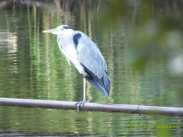 A heron perched on a pipe watching for fish. The picture was taken in the evening at Petersfield lake heron-at-petersfield-lake.jpg