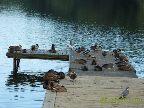 Mallards and other ducks and geese resting on the landing stage at Petersfield lake. Taken in the evening with an autumn sun. ducks-on-the-landing-stage.jpg