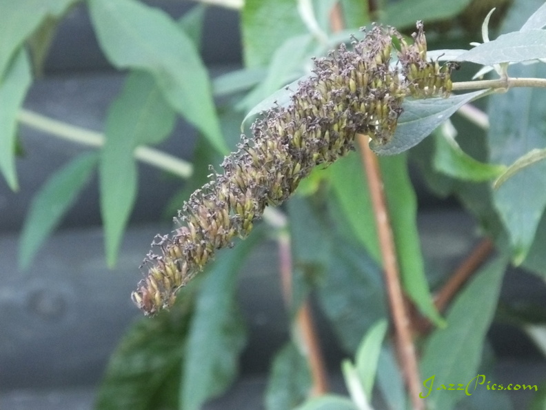 The flowers on this flower head have turned to seeds in the autumn. autumn-buddleia.jpg